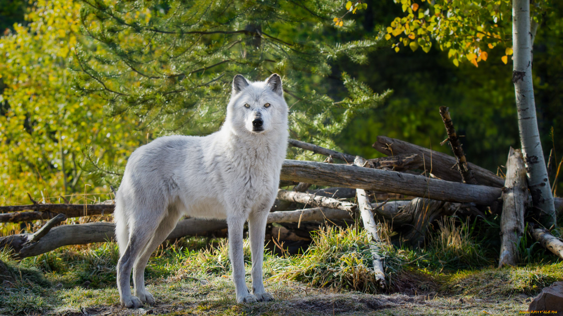 животные, волки, , койоты, , шакалы, животное, белый, wolf, волк, природа, взгляд, деревья