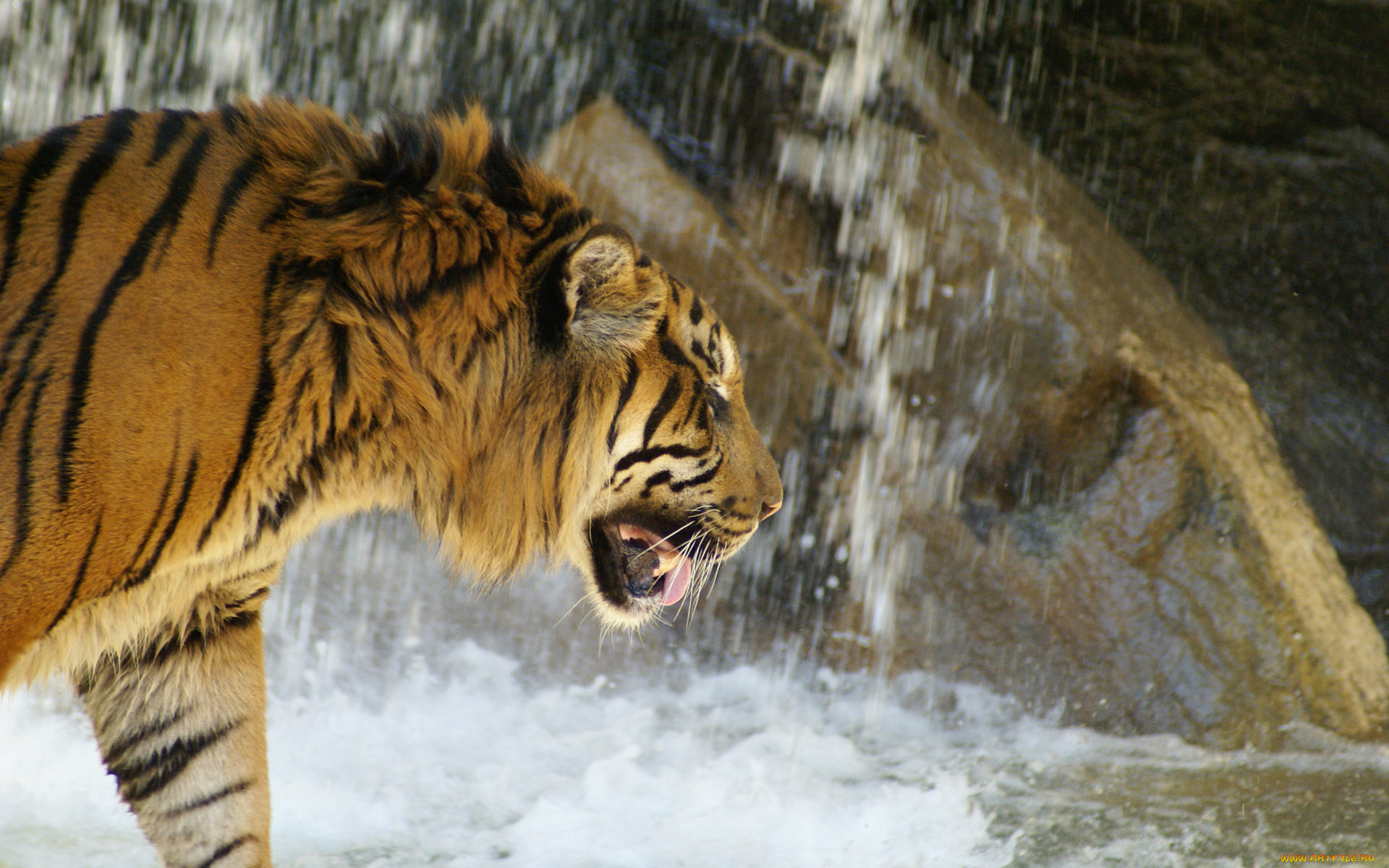 животные, тигры, скала, водопад, камни, вода, хищник, тигр