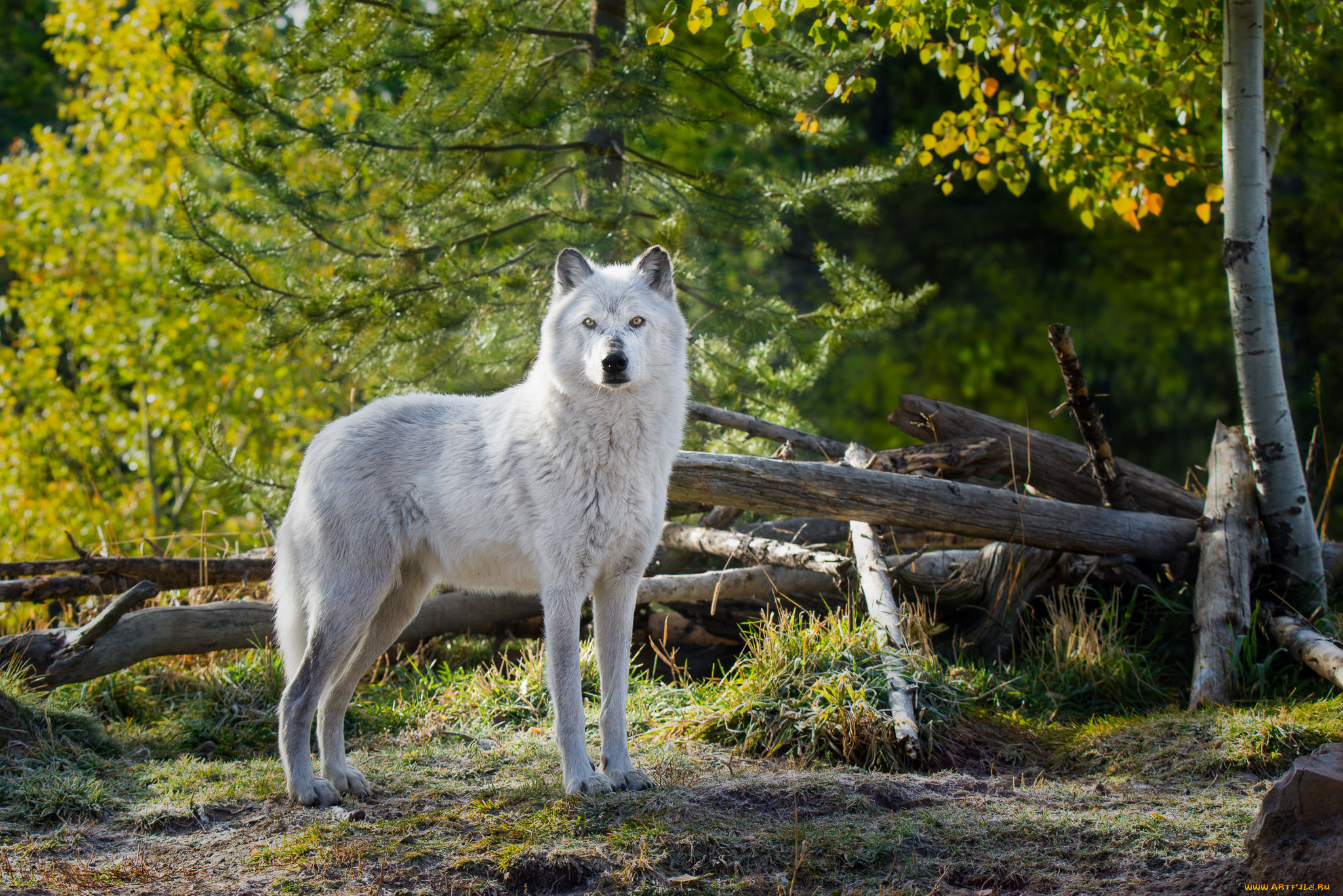 животные, волки, , койоты, , шакалы, животное, белый, wolf, волк, природа, взгляд, деревья