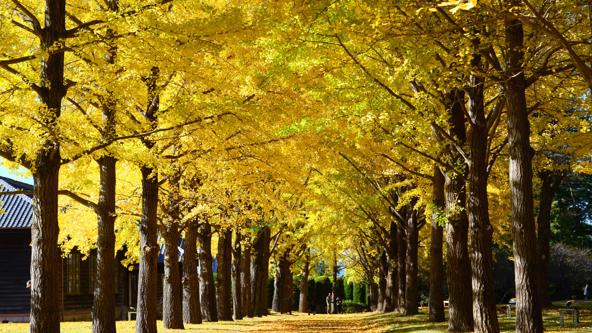 природа, парк, жёлтые, деревья, осень