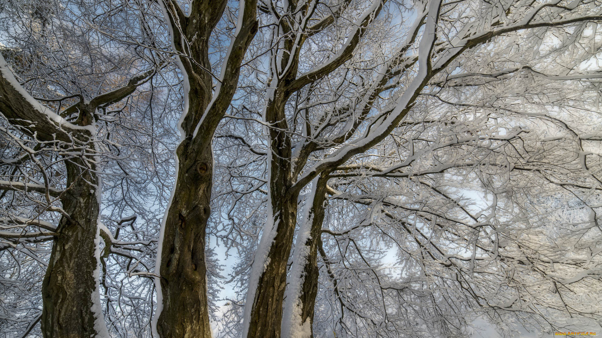 природа, зима, деревья, снег, ветки