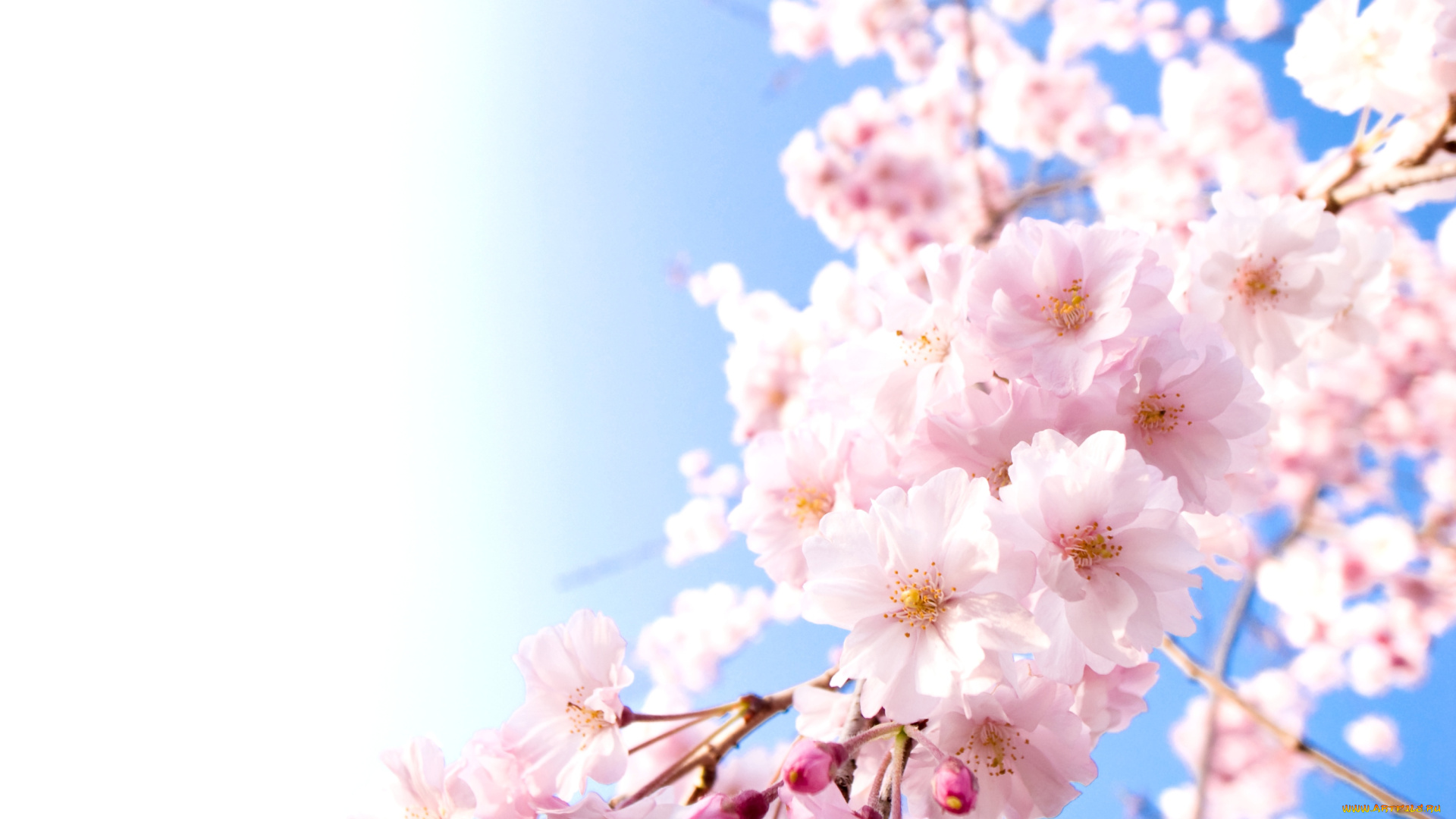 цветы, сакура, вишня, небо, ветки, весна