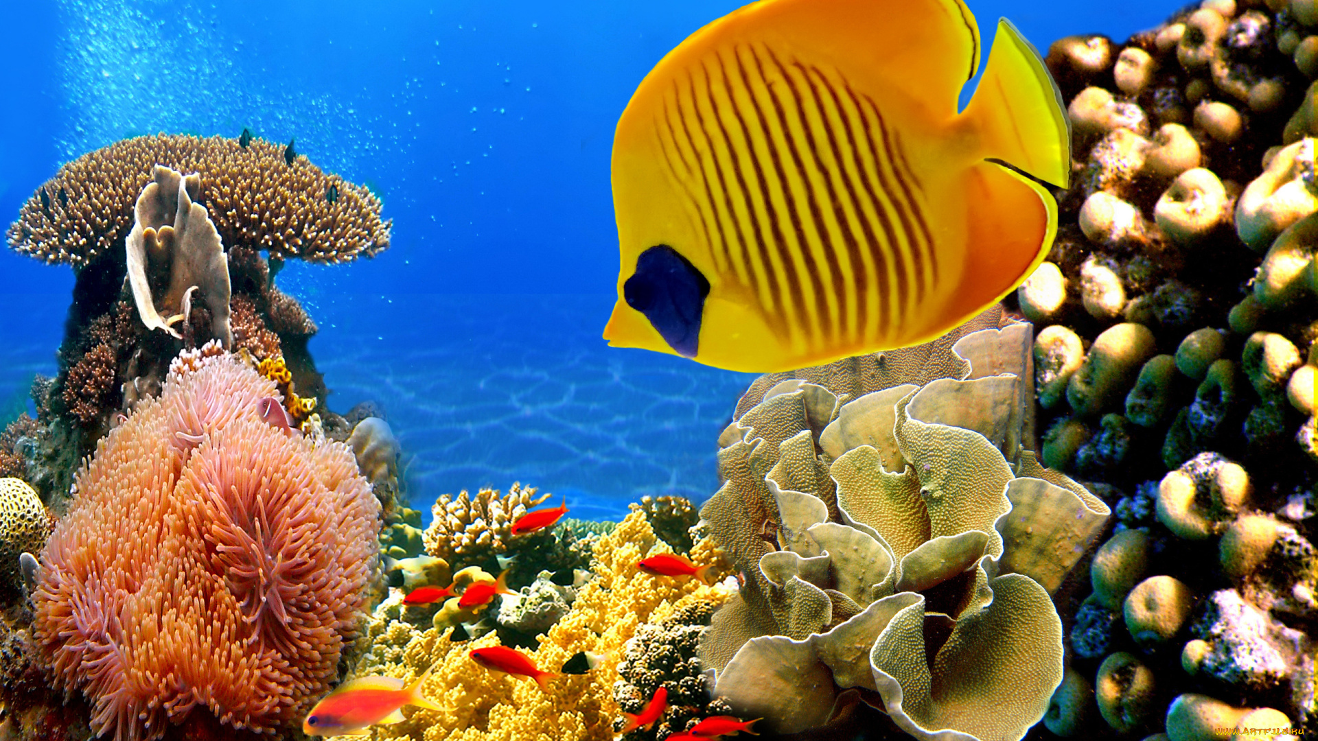 животные, рыбы, golden, butterflyfish, кораллы