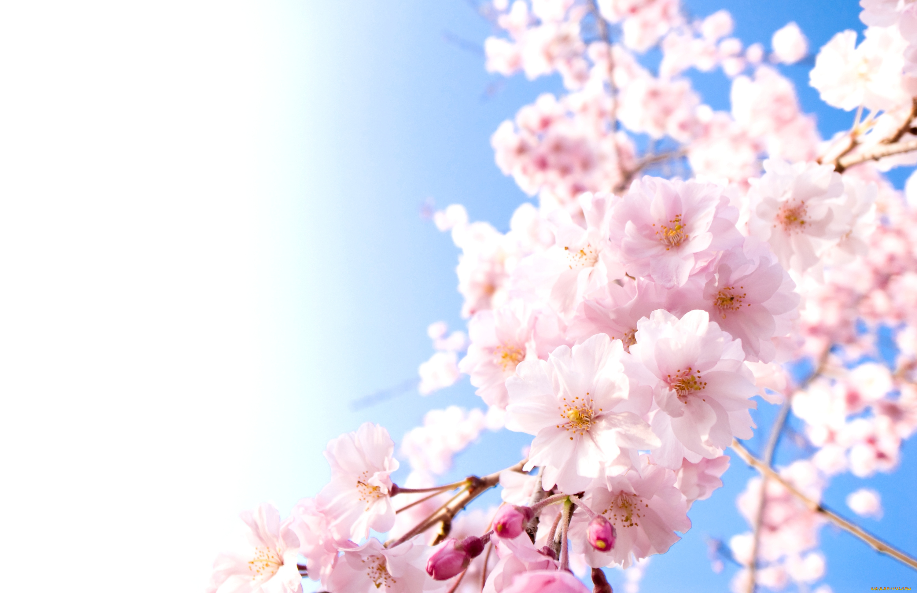цветы, сакура, вишня, небо, ветки, весна