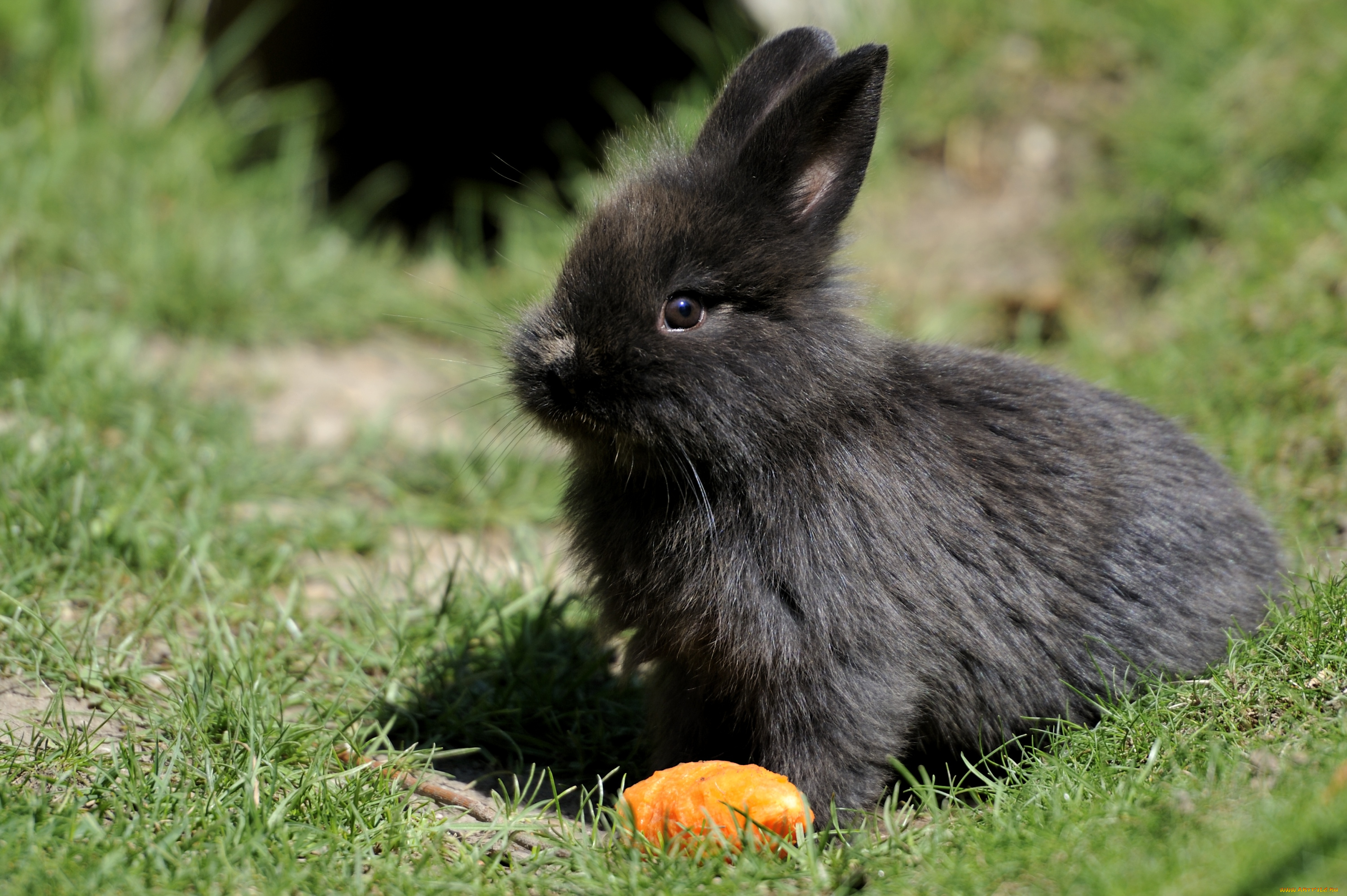 животные, кролики, зайцы, черный, морковка