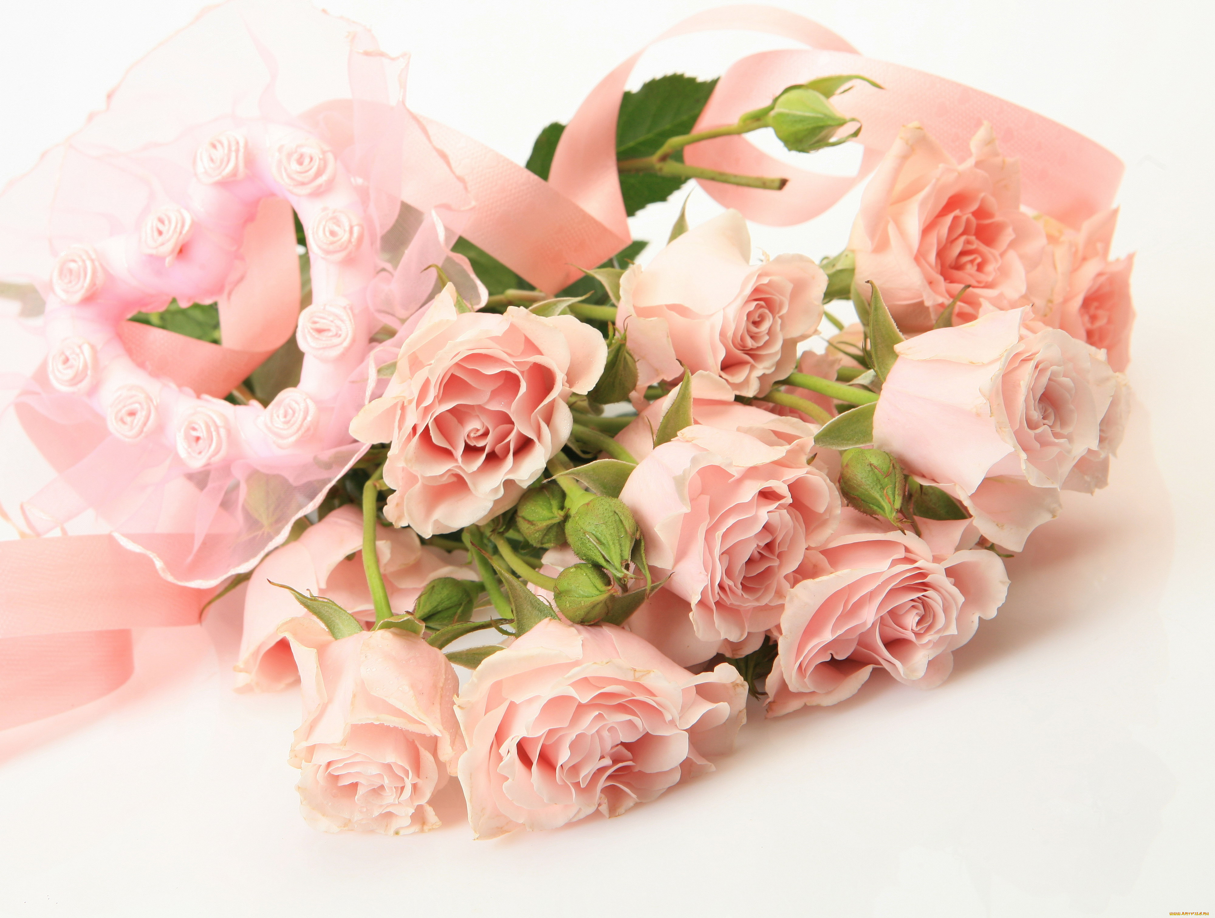 цветы, розы, розовый, лента