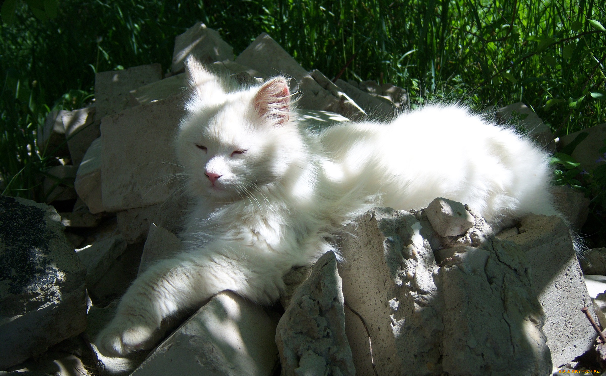 животные, коты, дремает, ярко, солнечно, кирпич, кот, белый, битый, отдыхает, лежит, весна, трава