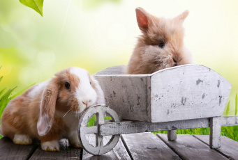 Картинка животные кролики +зайцы доски ветка листья лучи весна природа солнце easter пасха трава праздник тележка