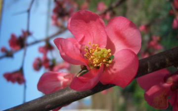 Картинка цветы айва розовый веточка цветок нежный тычинки пестик лепестки