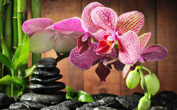 Картинка цветы орхидеи камни капли
