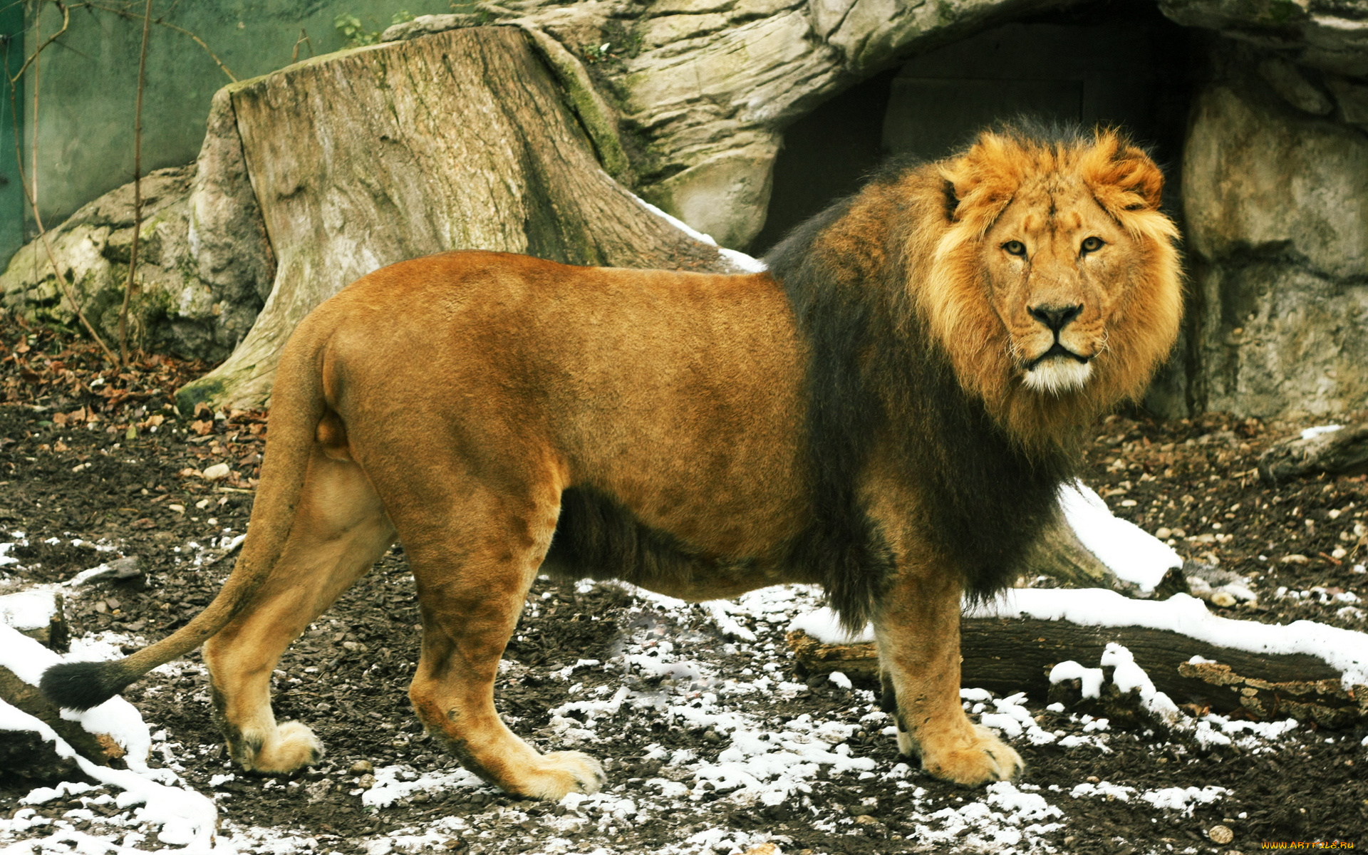 животные, львы, хищник