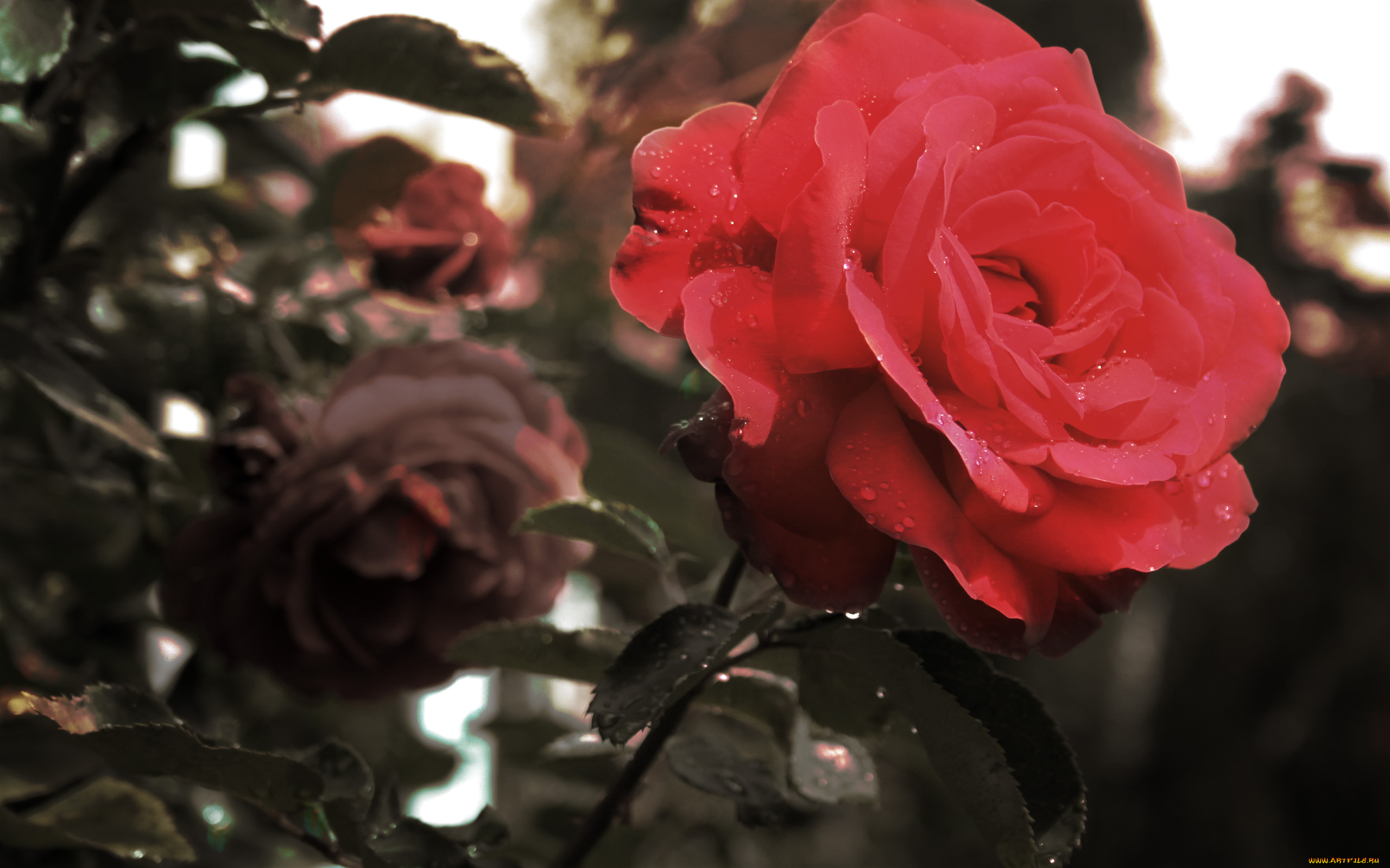 цветы, розы