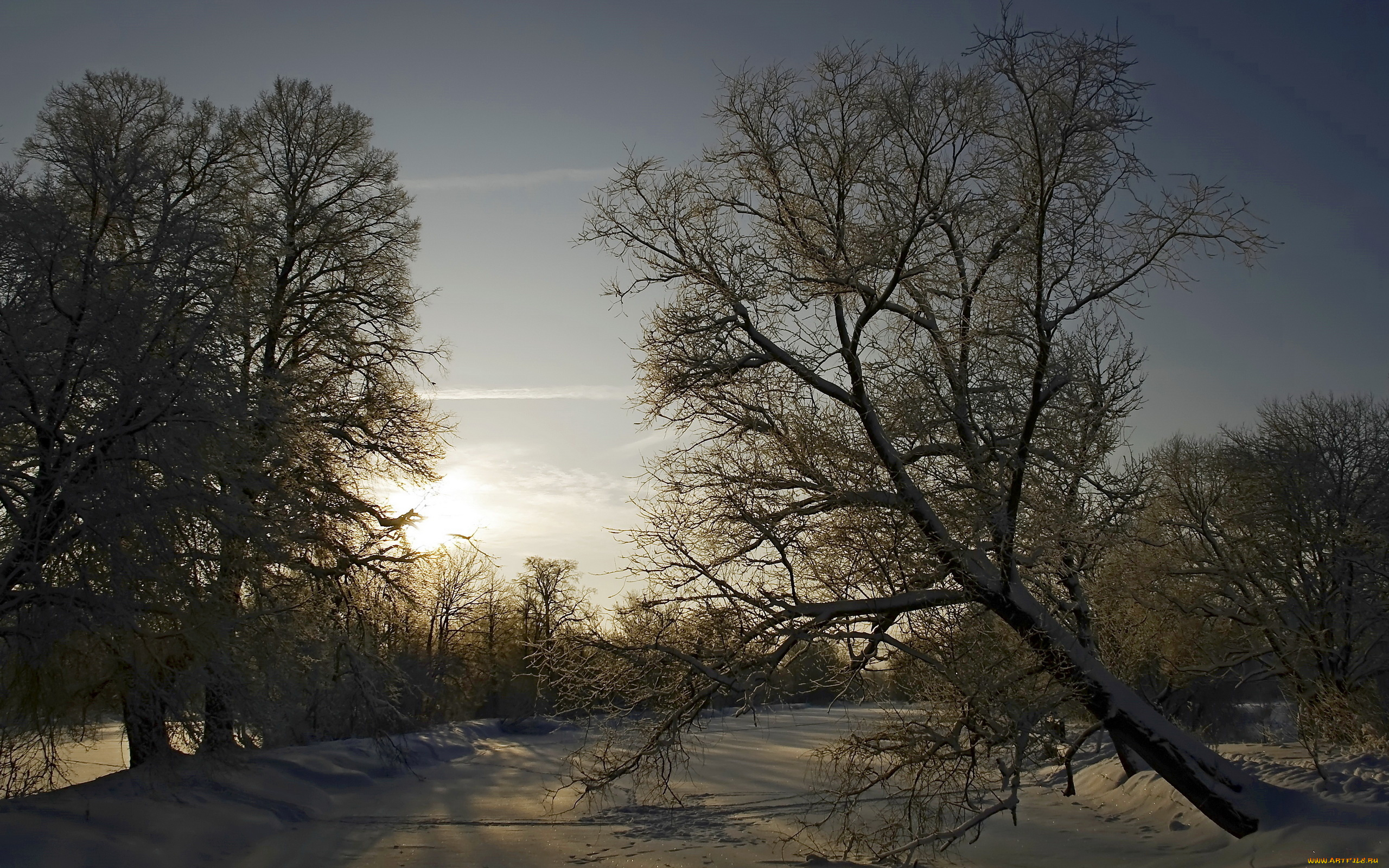 природа, зима, дерево
