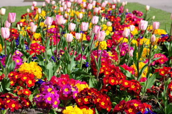 Картинка цветы разные вместе яркий тюльпаны примулы