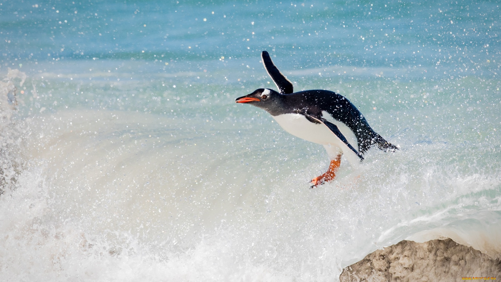 животные, пингвины, птица, океан, пингвин, папуанский, сёрфинг, волна
