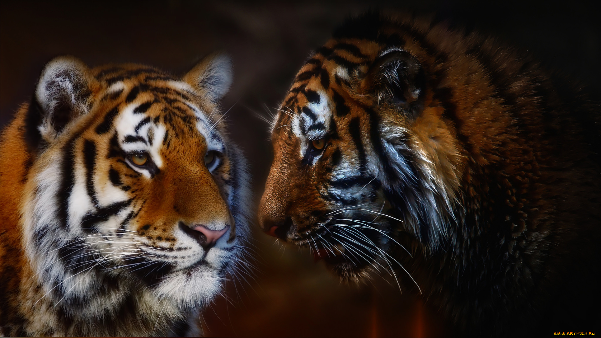 животные, тигры, хищник