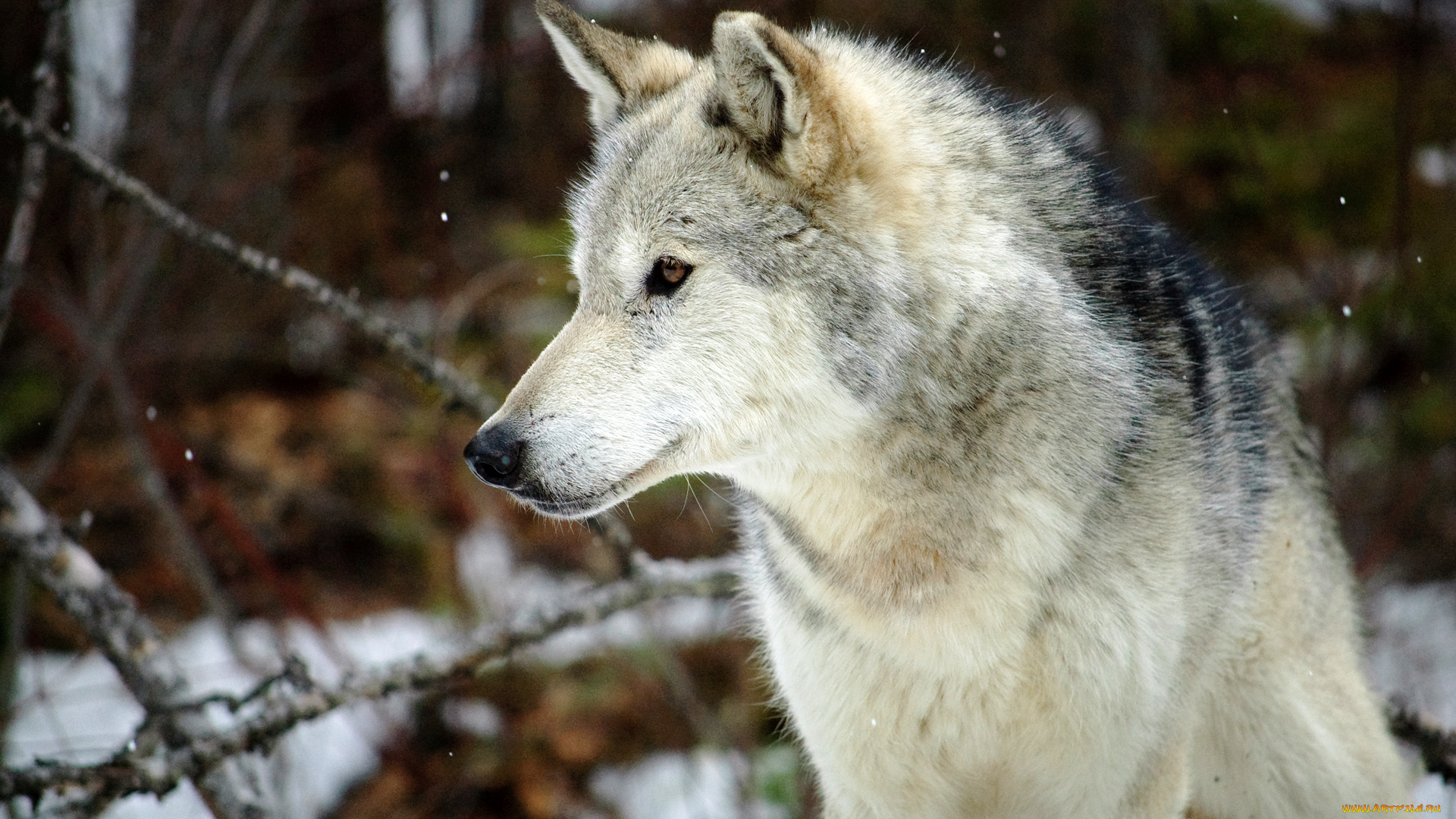 животные, волки, , койоты, , шакалы, волк, лес, серый, снег