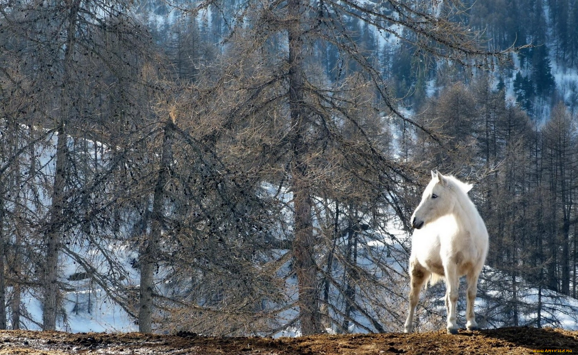 животные, лошади, снег, горы, деревья, белый, конь, лошадь