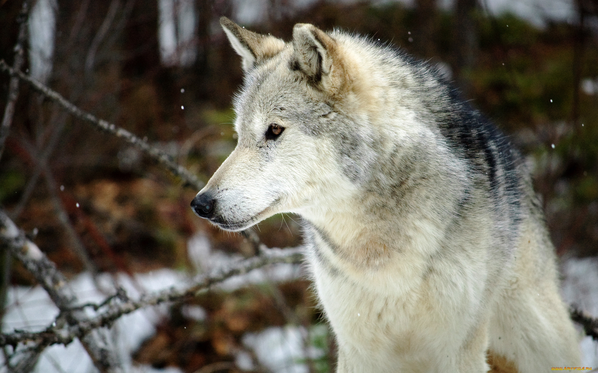 животные, волки, , койоты, , шакалы, волк, лес, серый, снег