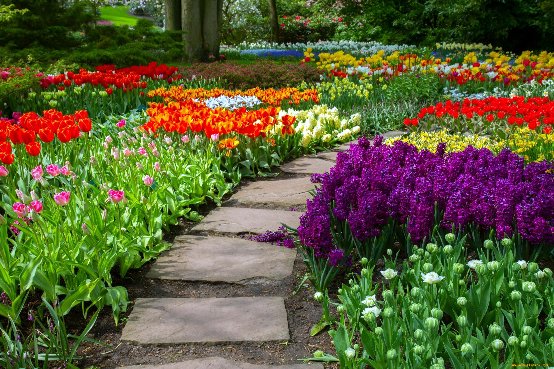 цветы, разные, вместе, тюльпаны, гиацинты, клумбы