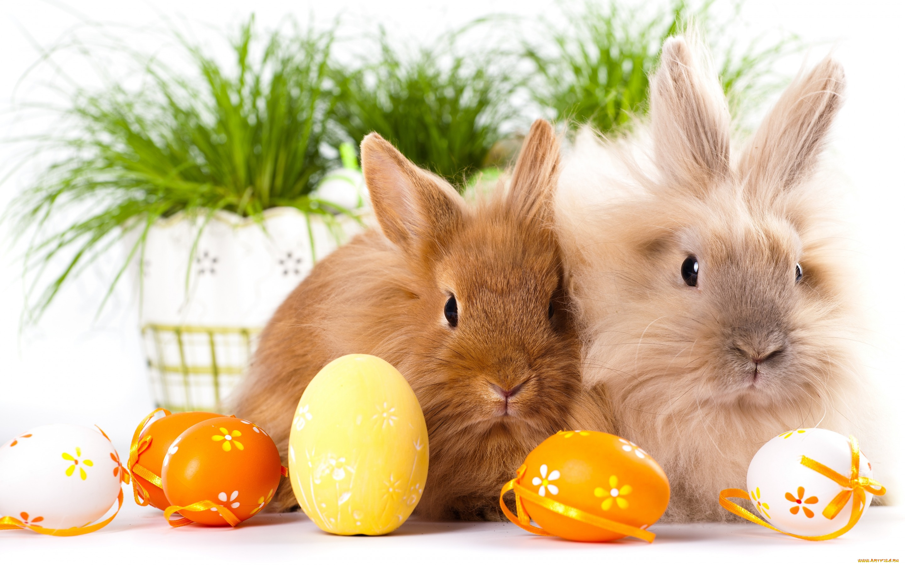 животные, кролики, , зайцы, двое, Яйца, пасха