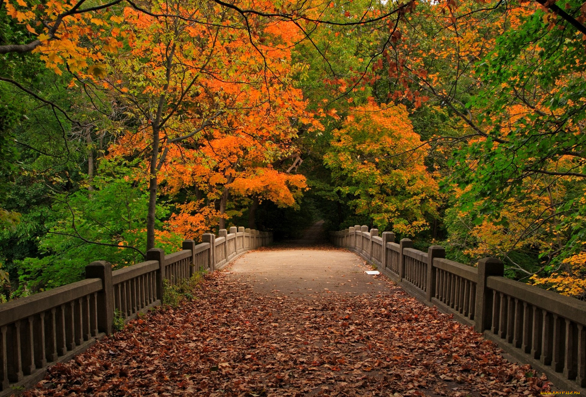 природа, дороги, листопад, осень