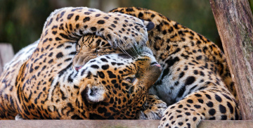 Картинка животные Ягуары игра хищники