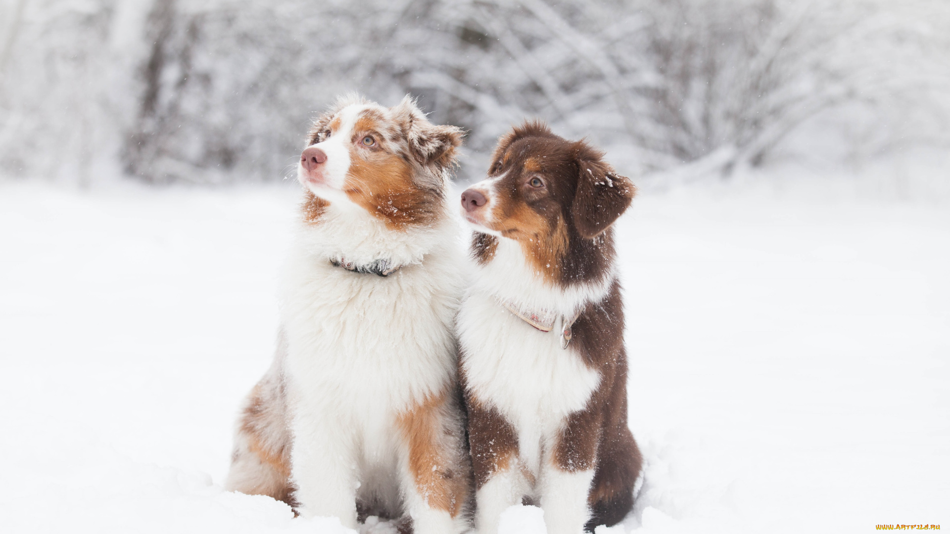 животные, собаки, пара, внимание, снег