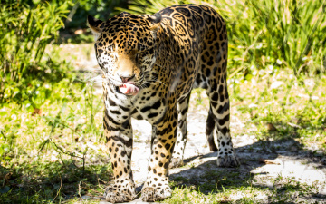 Картинка животные Ягуары ягуар забор