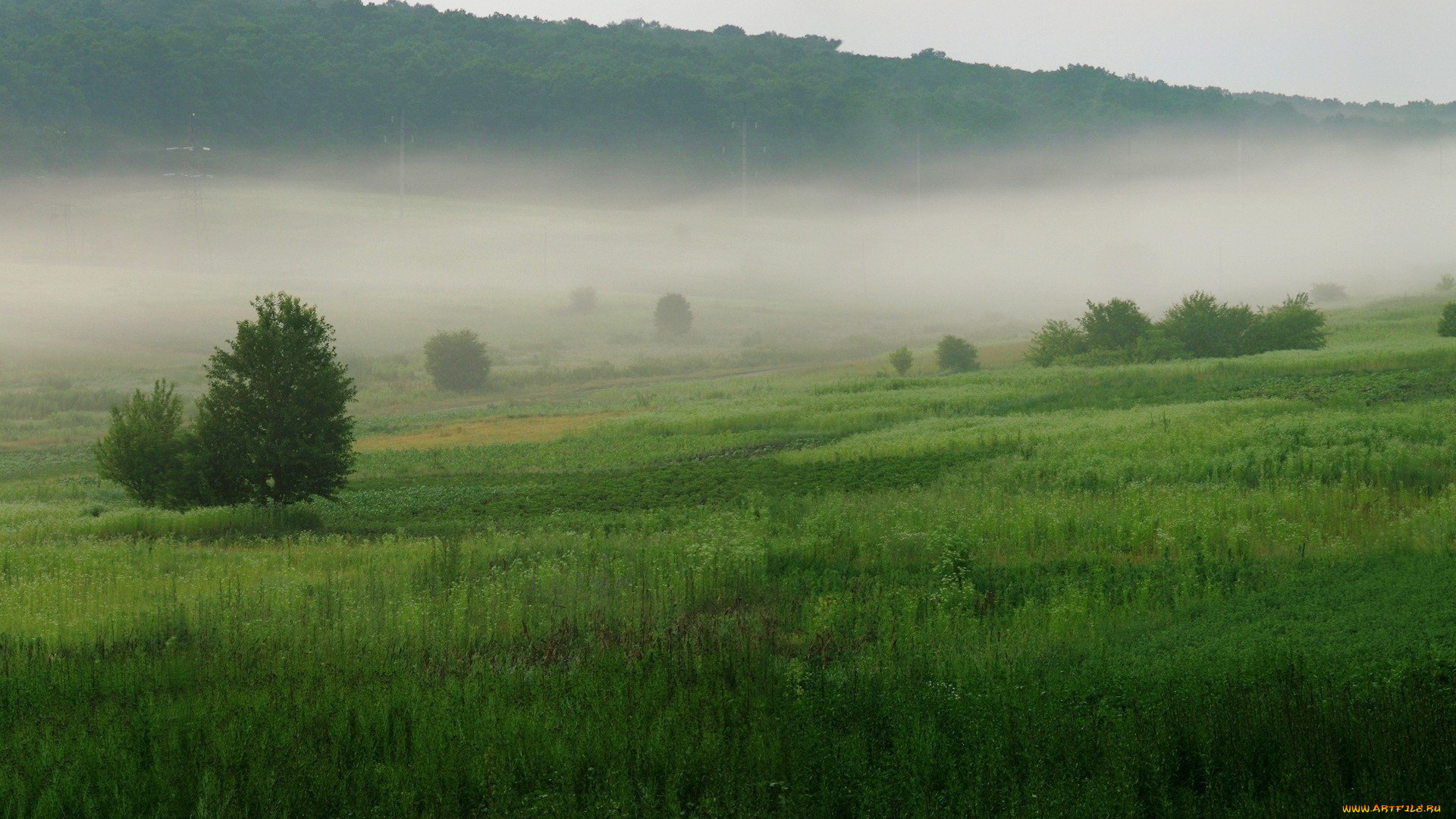 природа, луга, туман, утро, поля, деревья, трава