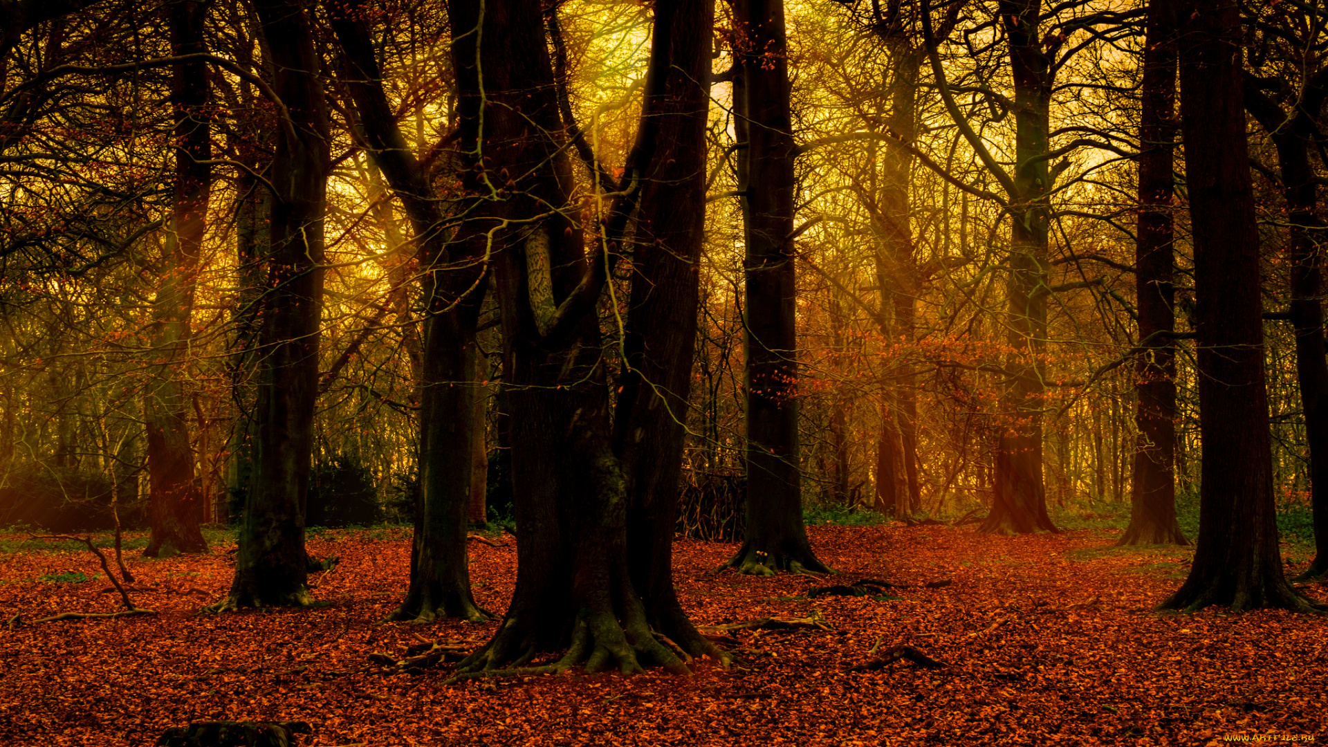 природа, лес, лучи, деревья, осень