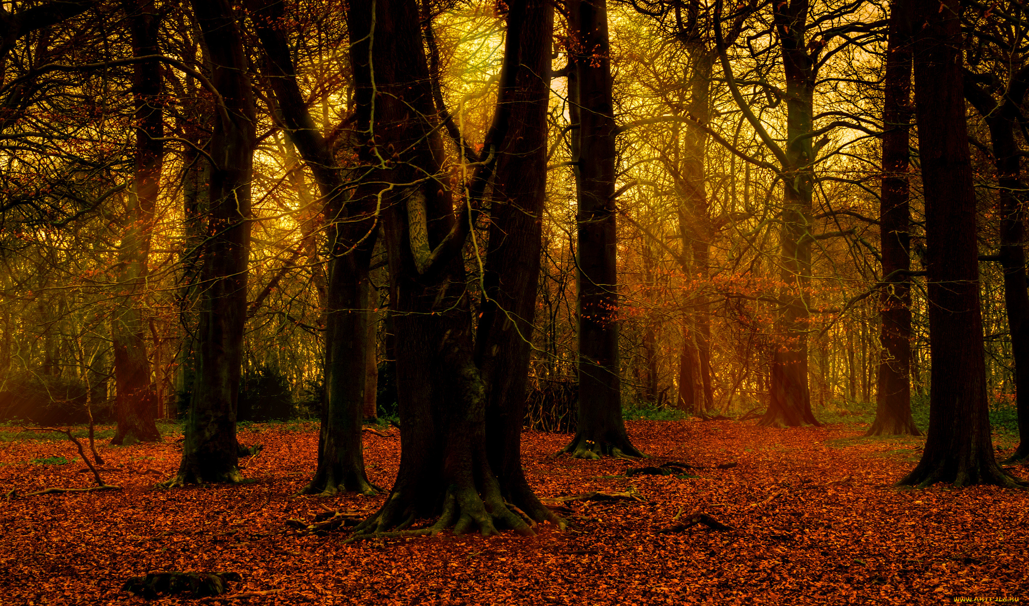 природа, лес, лучи, деревья, осень