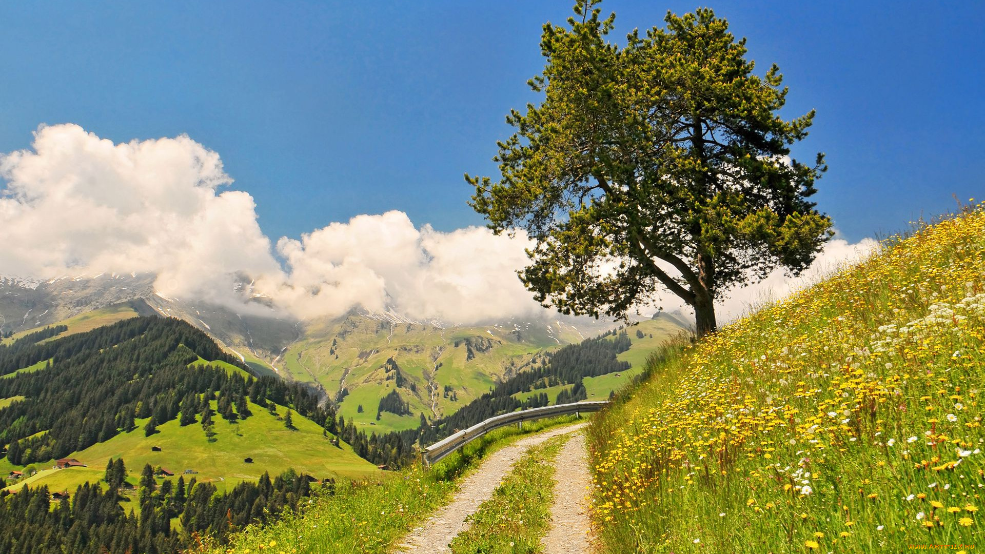 switzerland, природа, дороги, пейзаж, дерево, цветы, горы, облака, швейцария