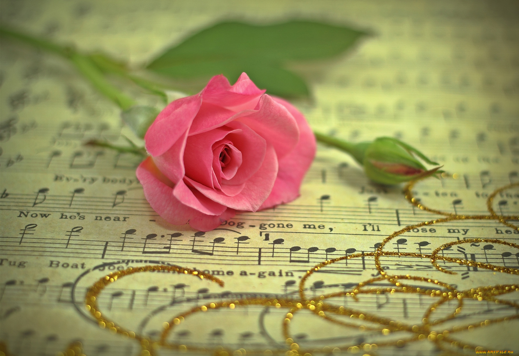 цветы, розы, ноты, бутон, розовый