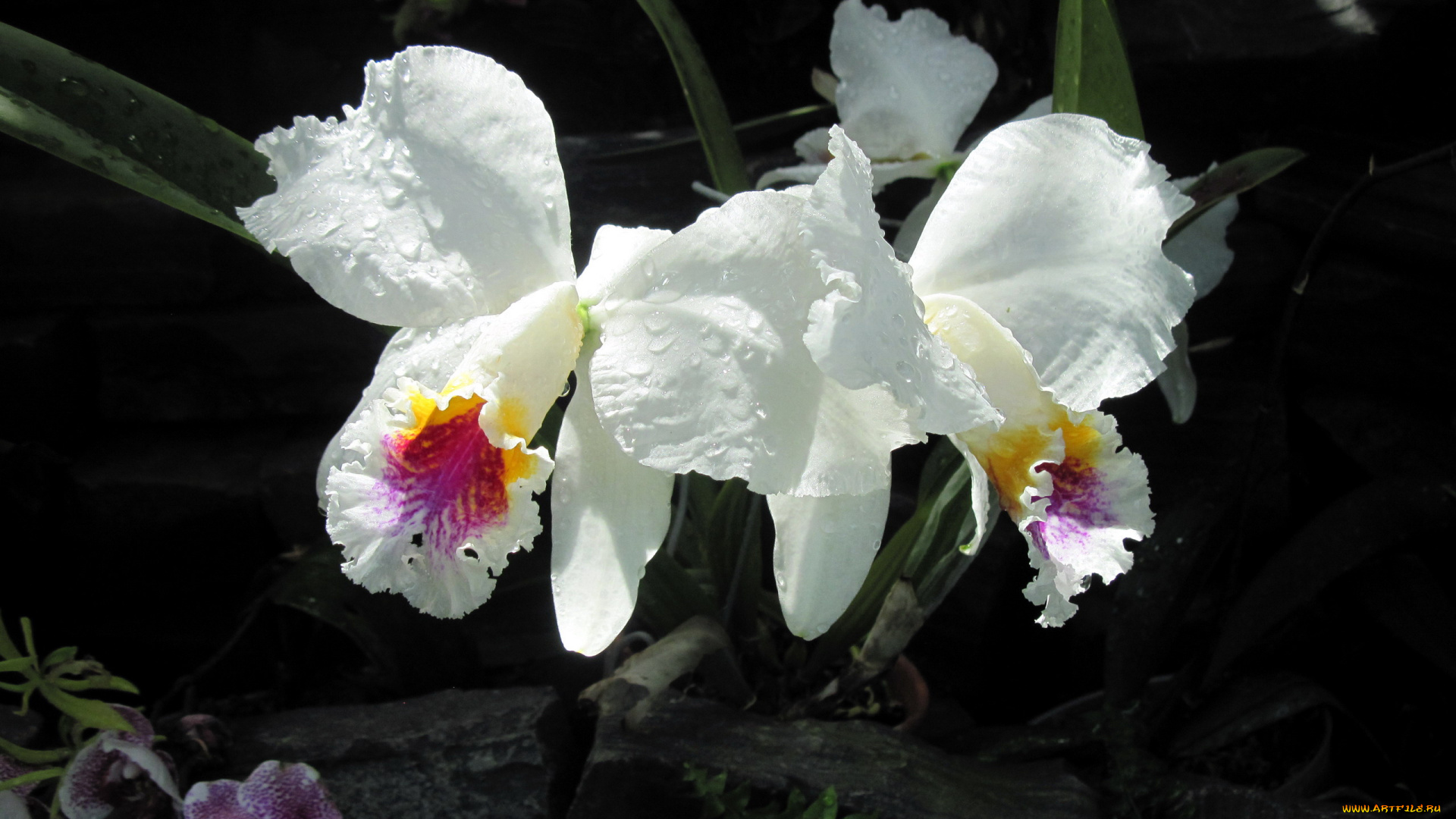 цветы, орхидеи, капли, белый, экзотика