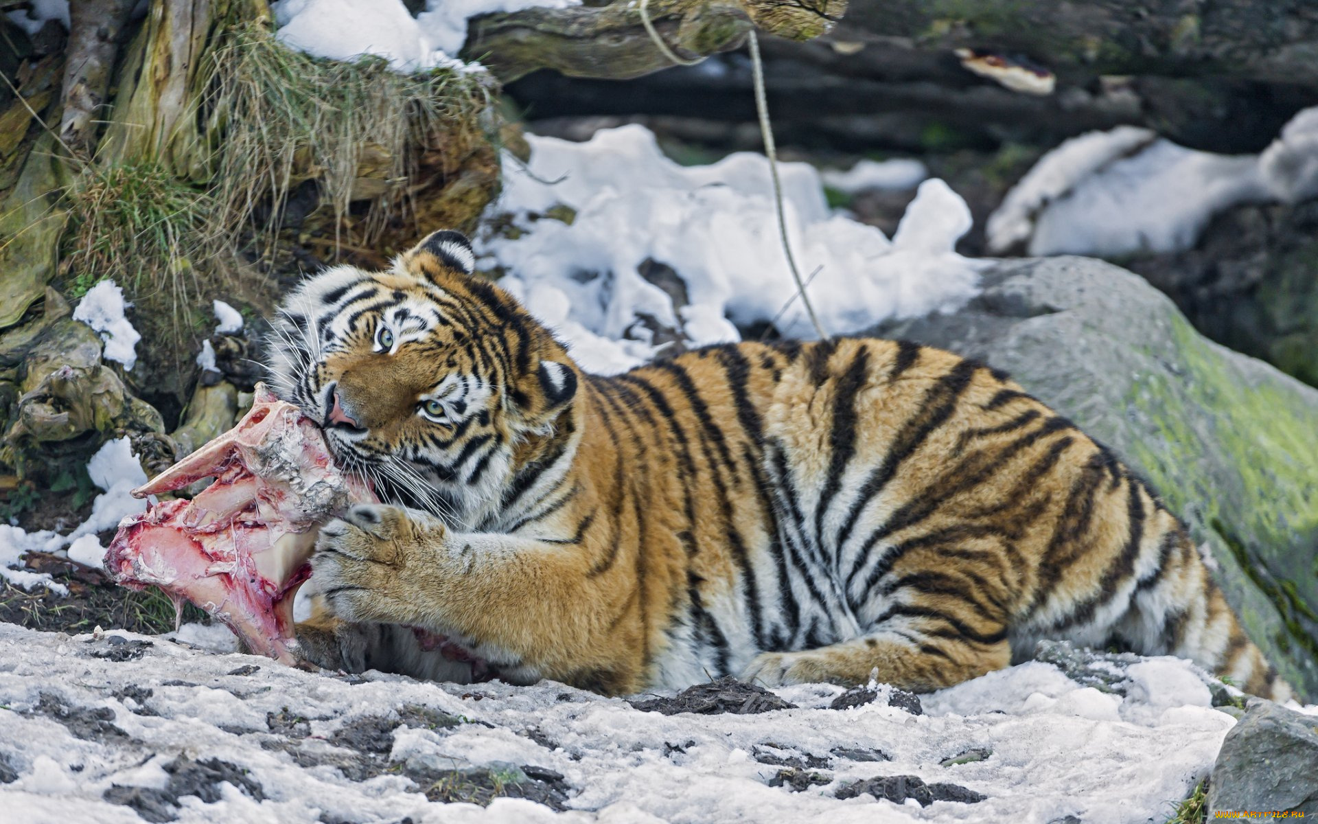 животные, тигры, тигр, еда, мясо, камни, снег