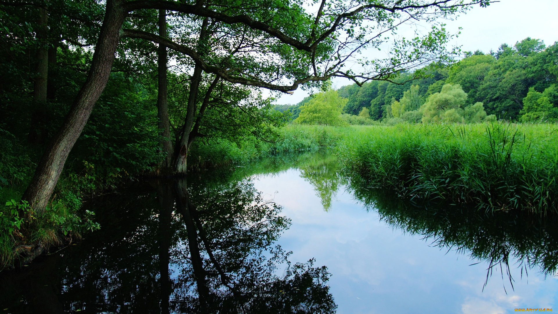 the, quiet, marsh, природа, реки, озера, лесная, речка