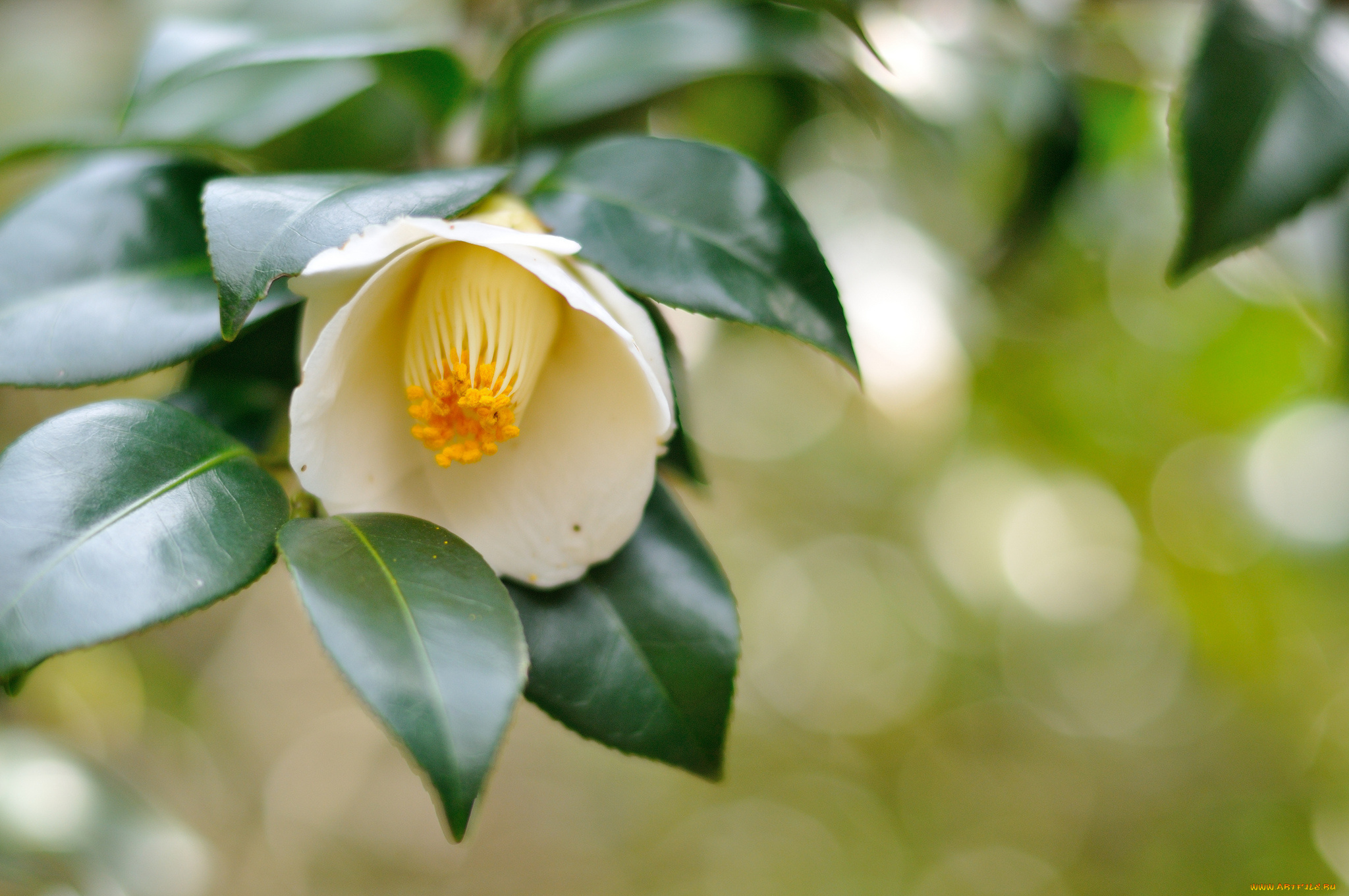 цветы, камелии, ветка, цветок, white, camellia, leaves, белая, камелия, листья, branch, flower