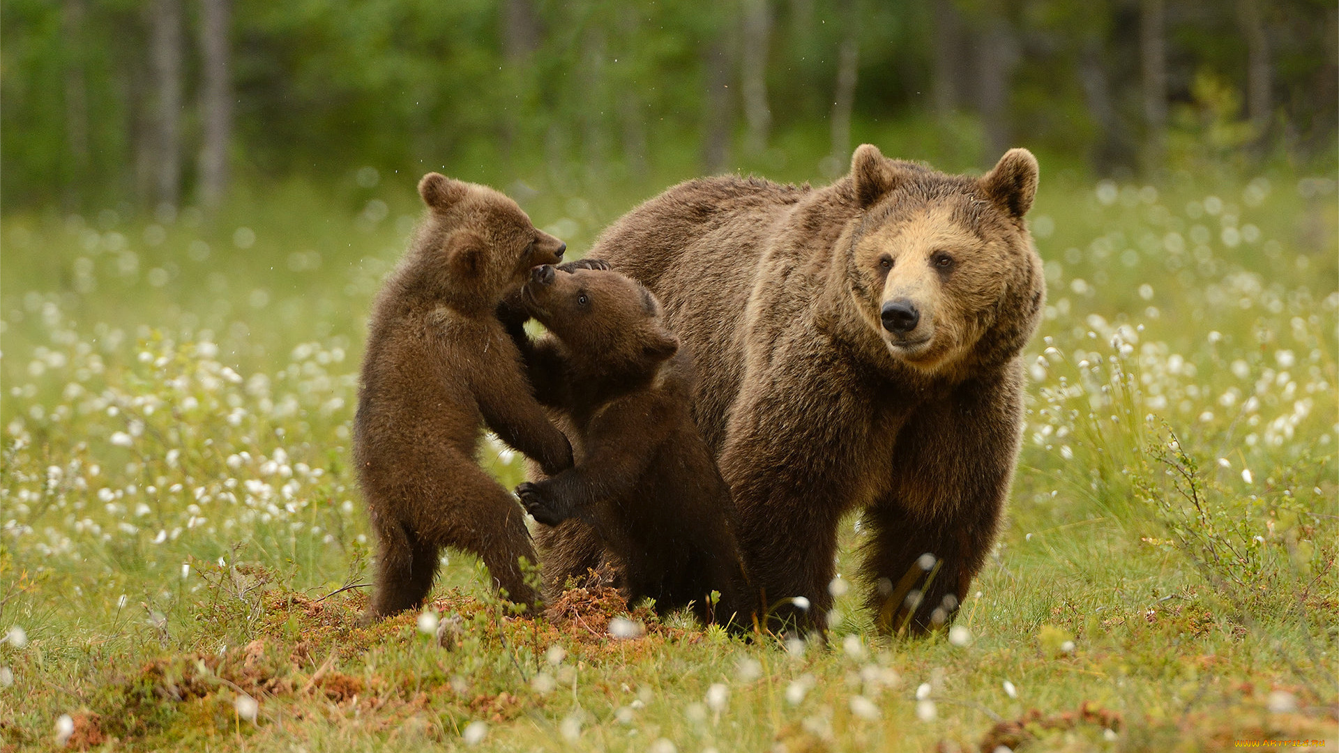 животные, медведи, семья