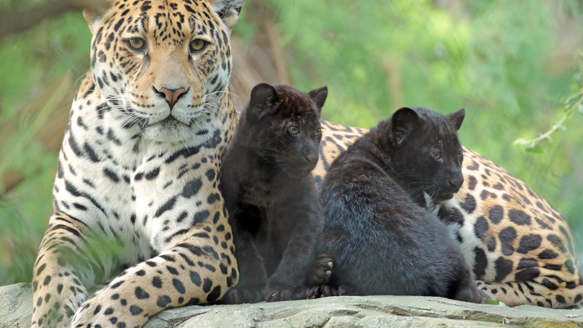 животные, Ягуары, забота, малыши, ягуары, семья, зоопарк, мама