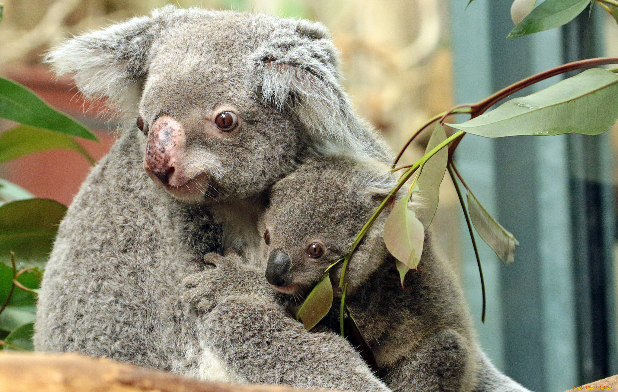 животные, коалы, коала, зоо, природа, листья, мама, малыш