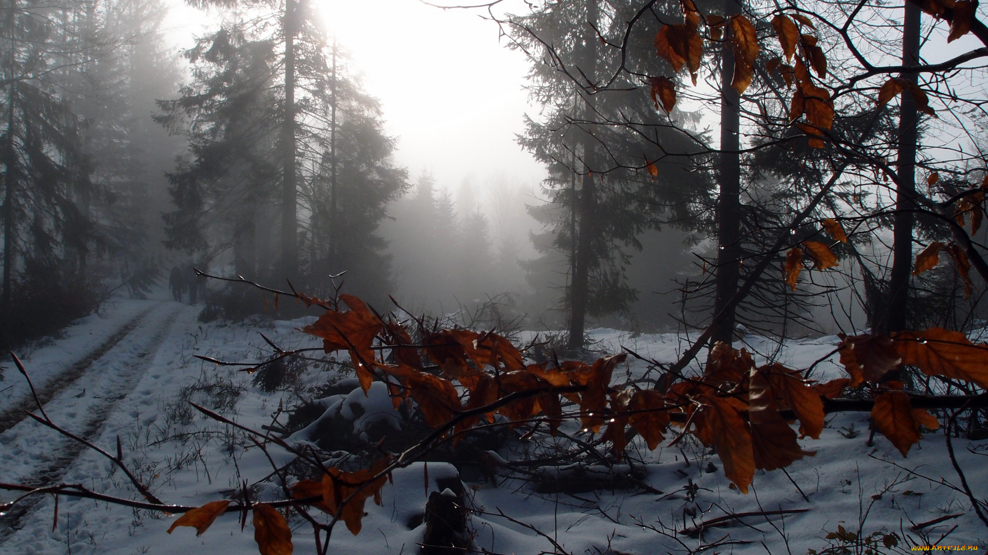 природа, лес, туман, зима