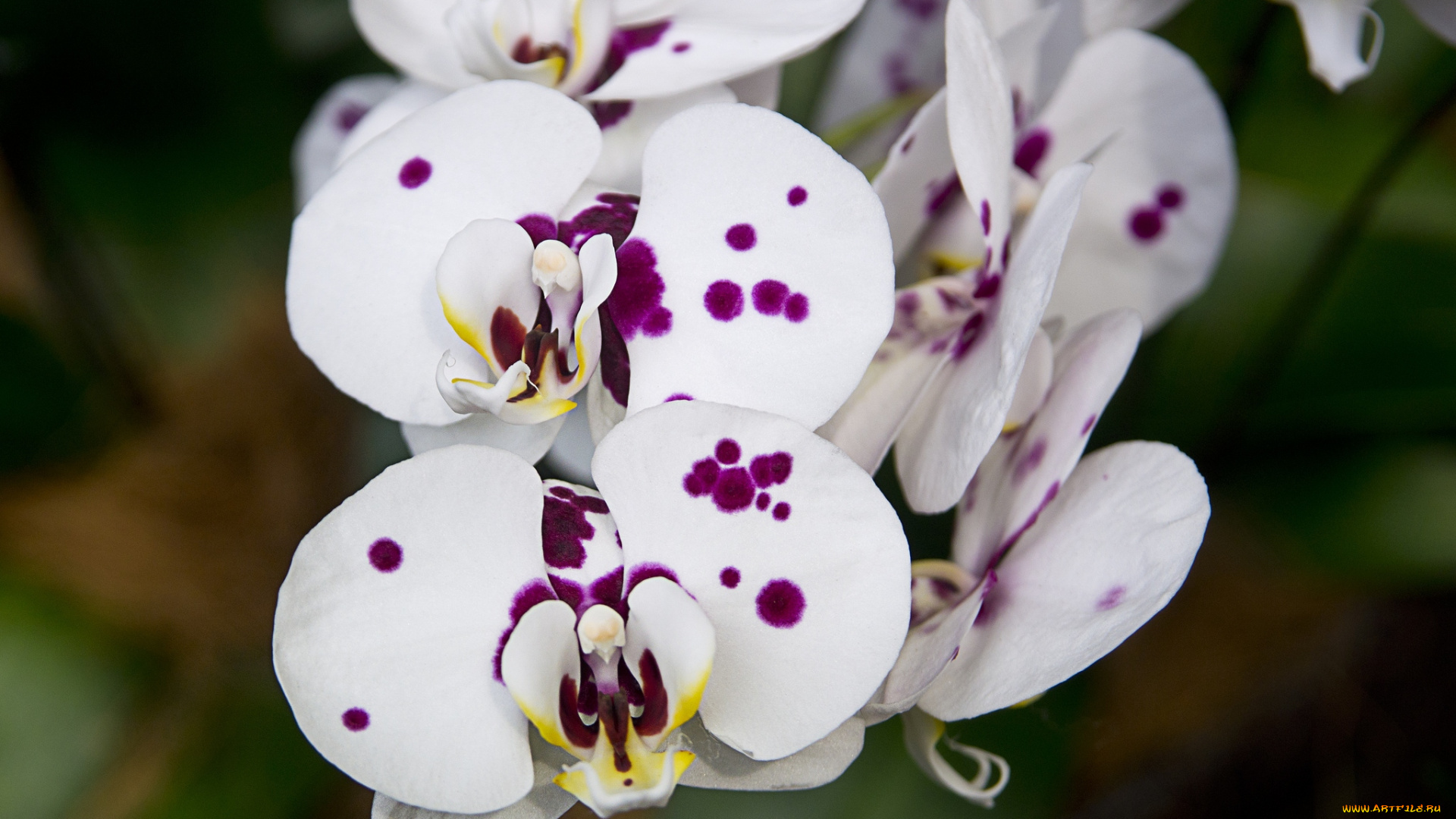 цветы, орхидеи, экзотика, пятнистый