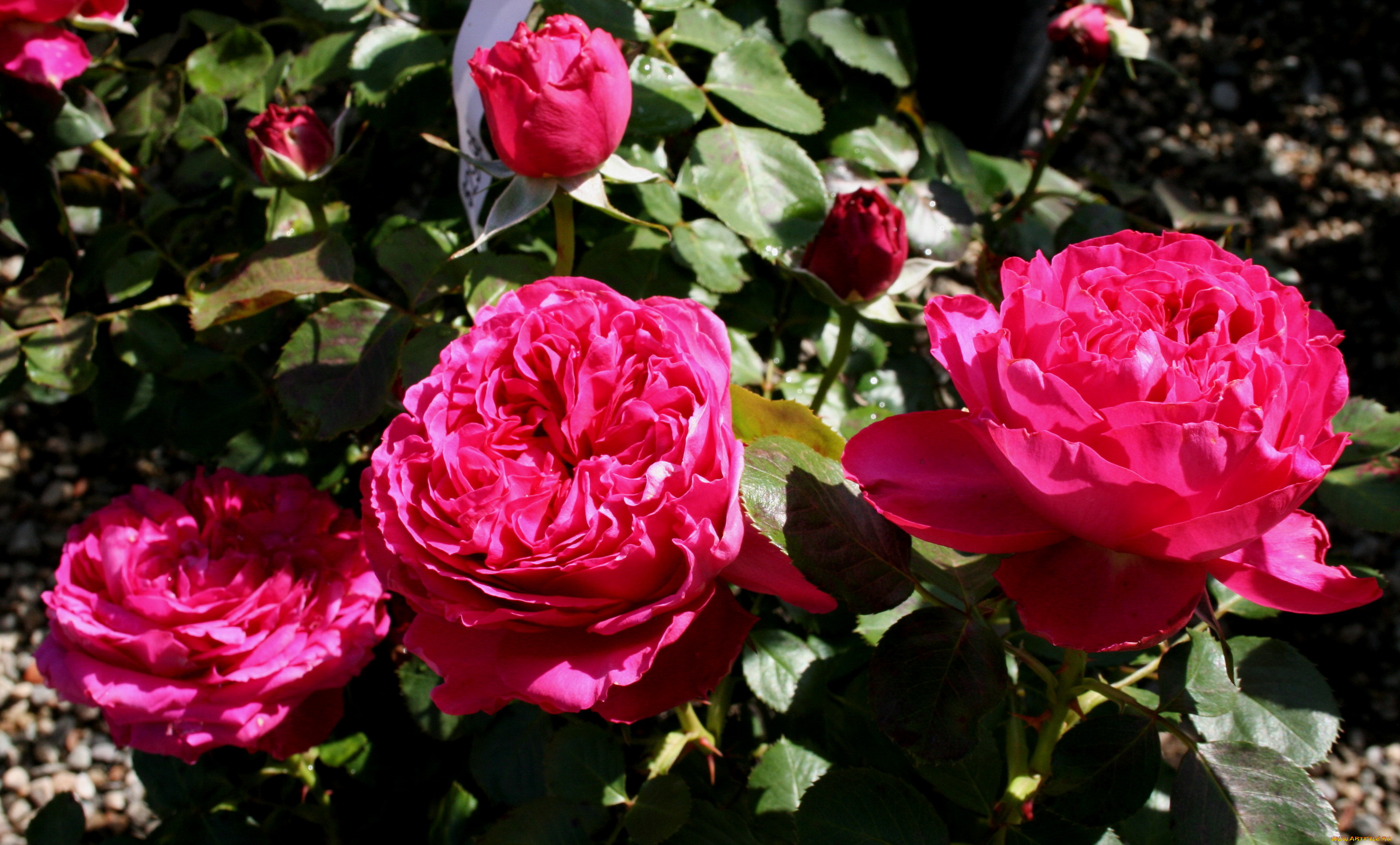 pink, traviata, цветы, розы, куст