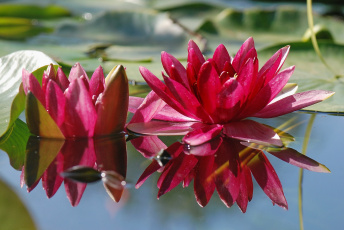 Картинка цветы лилии водяные нимфеи кувшинки отражение вода
