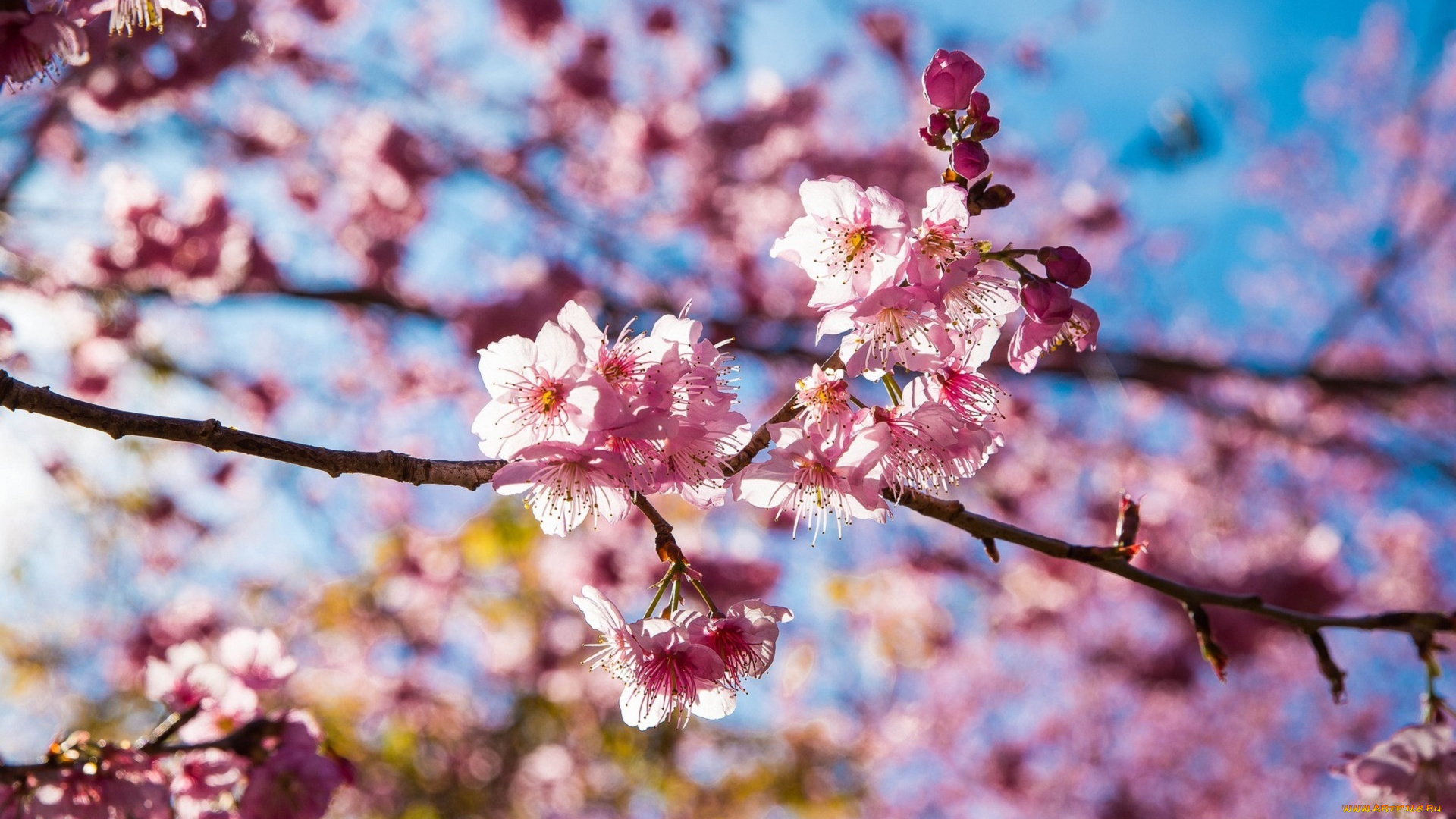 цветы, сакура, , вишня, тайвань, розовый, pink, sakura, taiwan, flowers, cherry, blossom, вишни