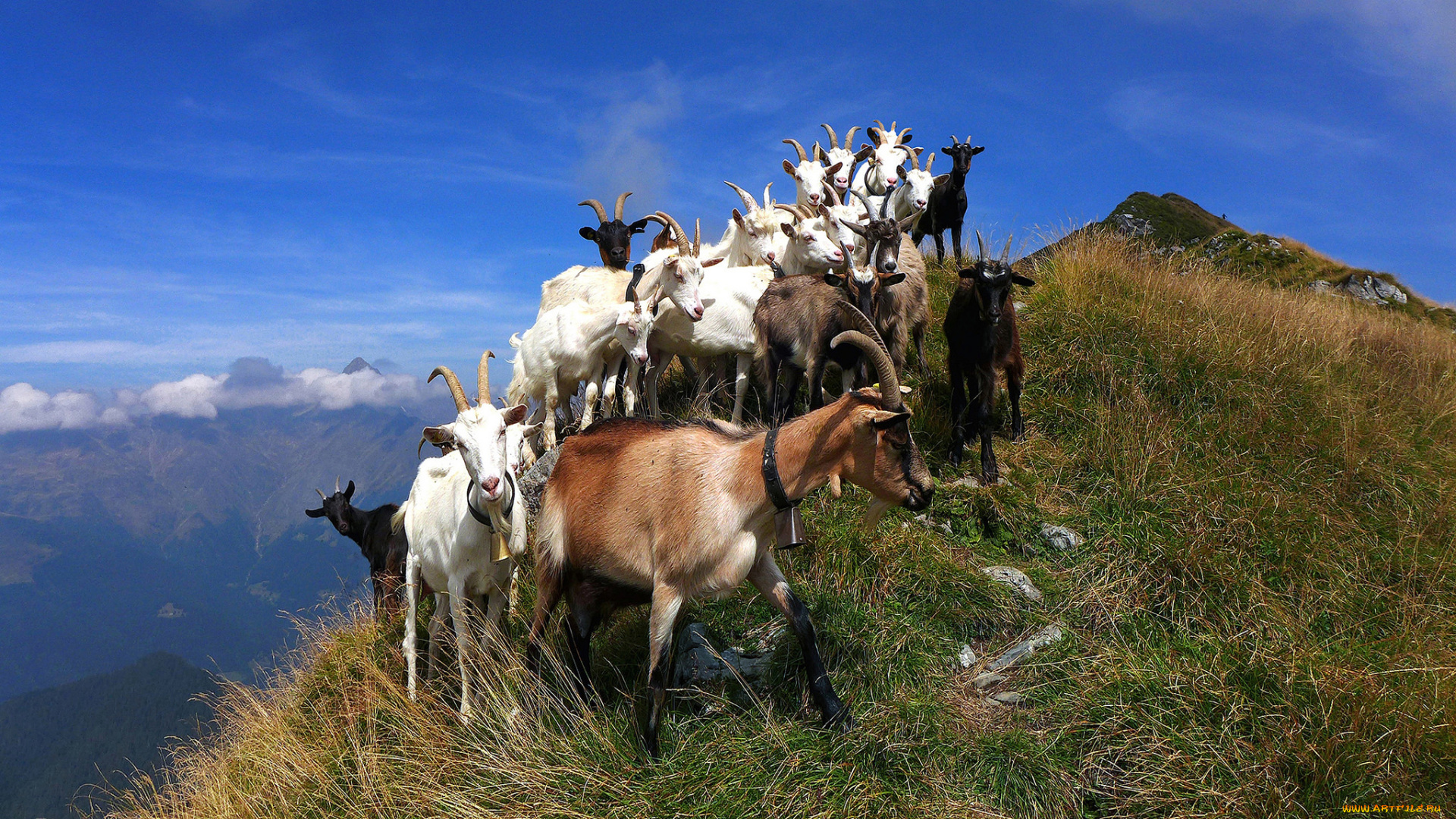 животные, козы, гора, стадо