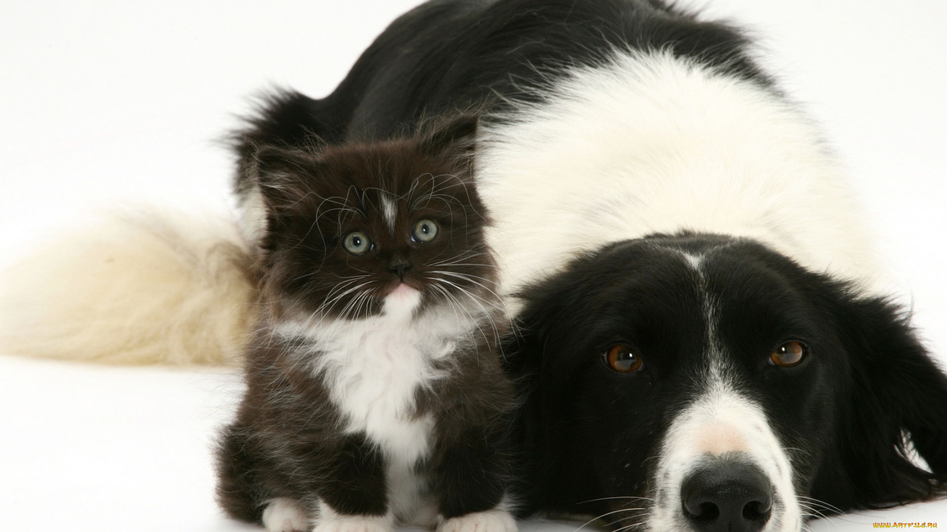 животные, разные, вместе, собака, черно-белый, котенок