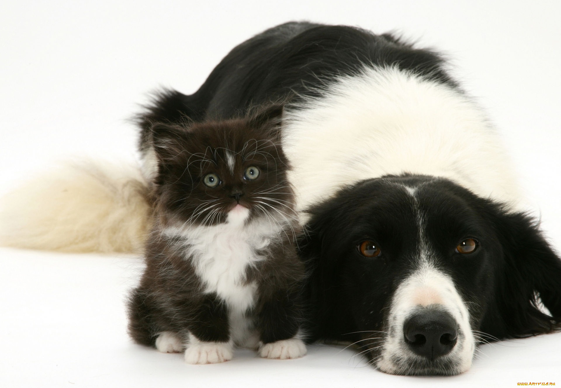 животные, разные, вместе, собака, черно-белый, котенок