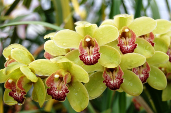 Картинка цветы орхидеи ветка салатовый экзотика